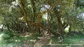 Cuevas del Pindal, Asturias, España